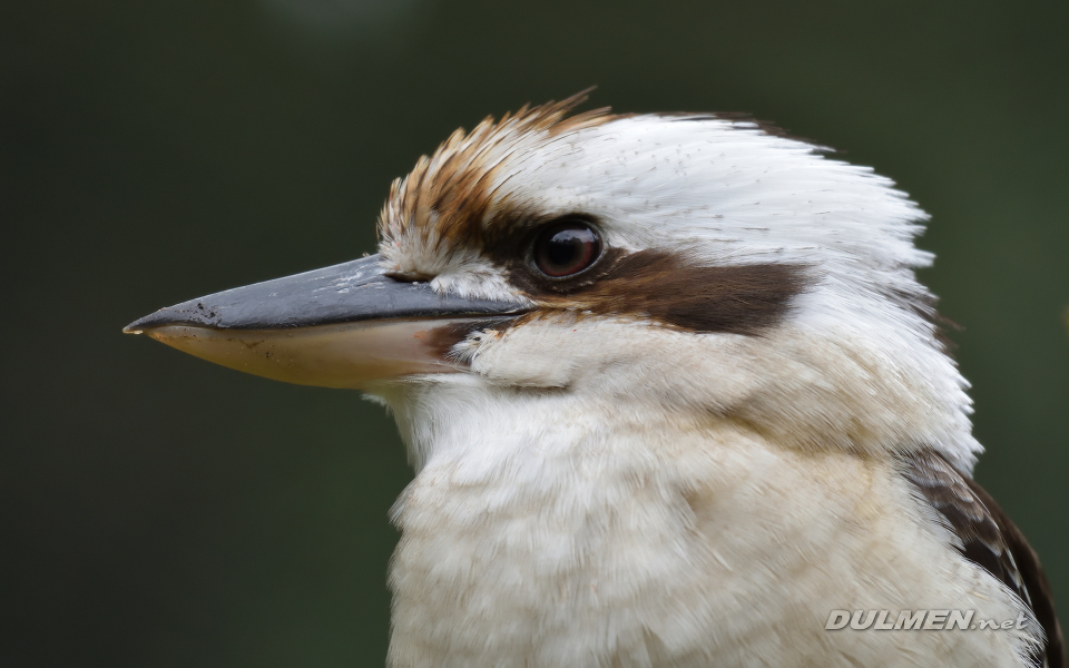 02 Laughing kookaburra (Dacelo novaeguineae)